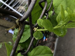 Celastrus orbiculatus