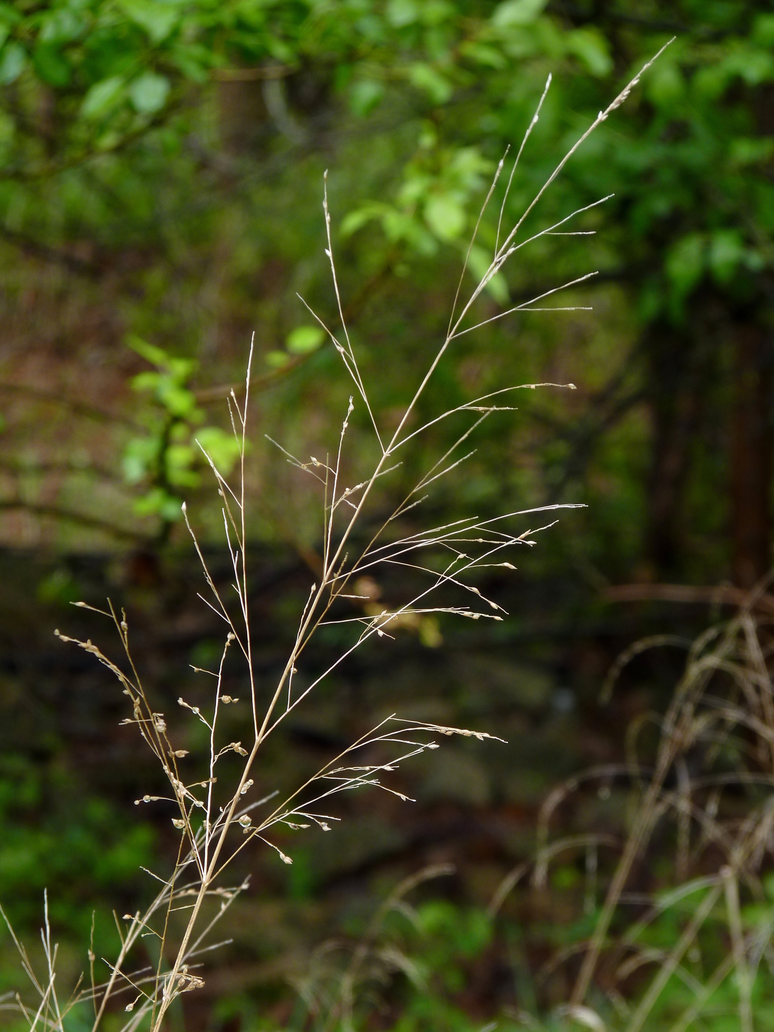 Agrostis perennans