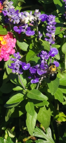 Eastern Carpenter Bee