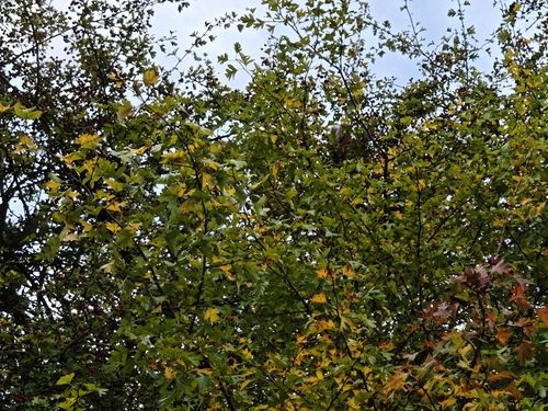Eastern Gray Squirrel