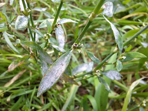 Erysiphe polygoni