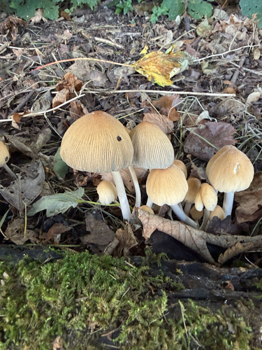 mica cap