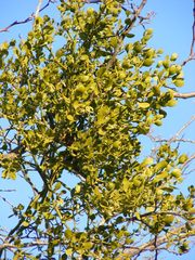Phoradendron leucarpum tomentosum