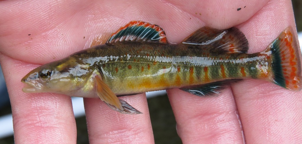 Cumberland arrow darter (Etheostoma sagitta) — Percidae
