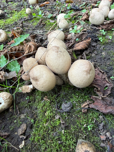 Pear-shaped Puffball