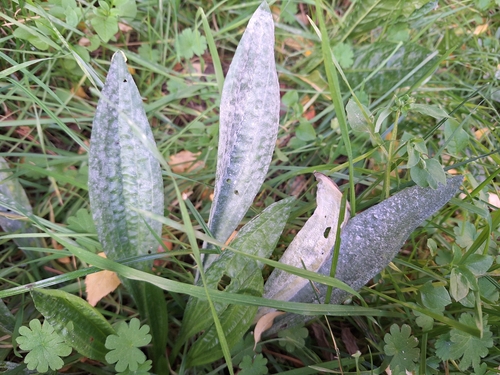 Podosphaera plantaginis