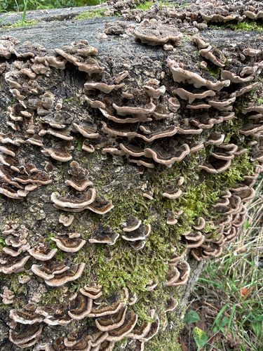 turkey-tail