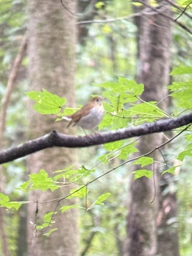 Veery