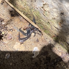 Endeavouria septemlineata