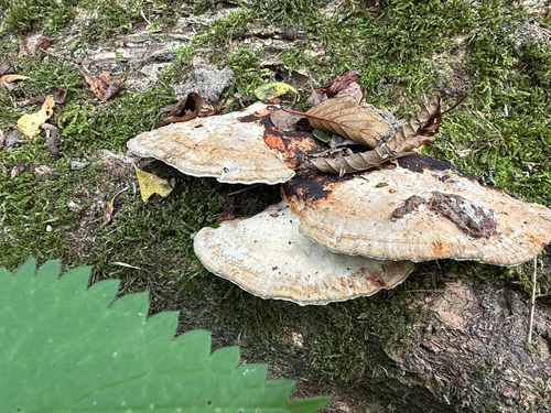 Thin-walled Maze Polypore