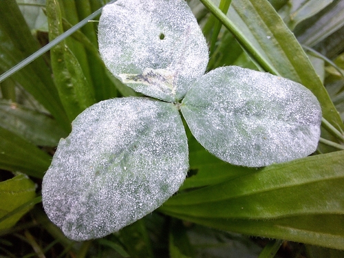Clover Powdery Mildew