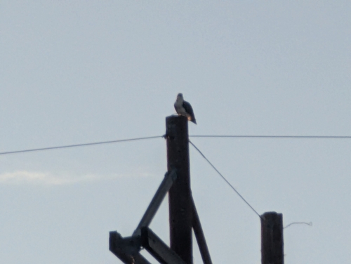 Osprey