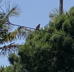 Haemorhous mexicanus