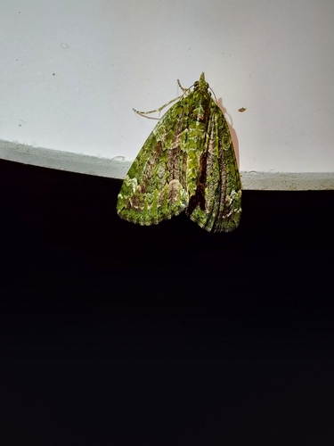 Red-green Carpet