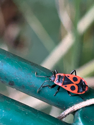 European Firebug