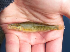 Arrow Darter photo 3