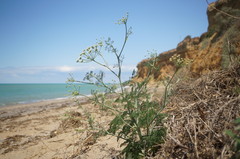 Astrodaucus littoralis