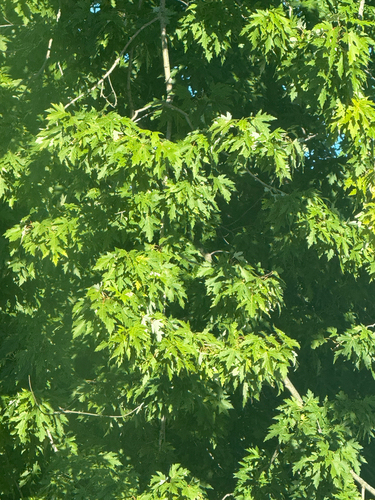 silver maple