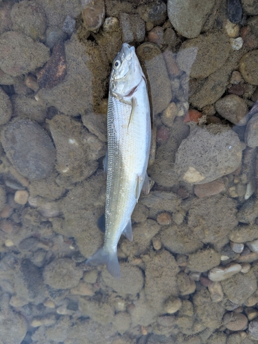 Mountain Whitefish