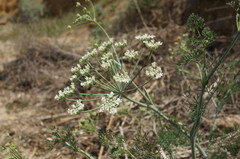 Astrodaucus littoralis