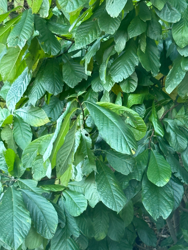 common pawpaw