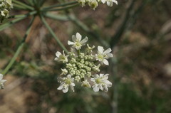 Astrodaucus littoralis
