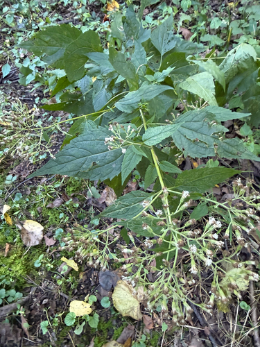 white snakeroot