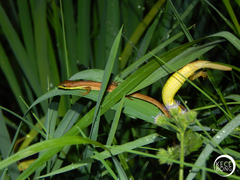 Takydromus sexlineatus