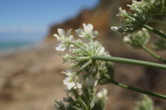 Astrodaucus littoralis