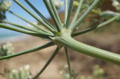 Astrodaucus littoralis