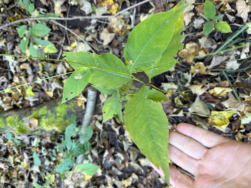 American jumpseed