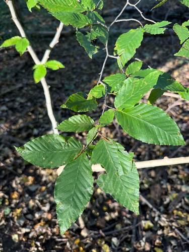 American beech