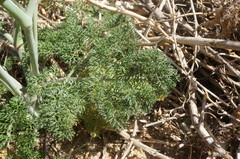 Astrodaucus littoralis