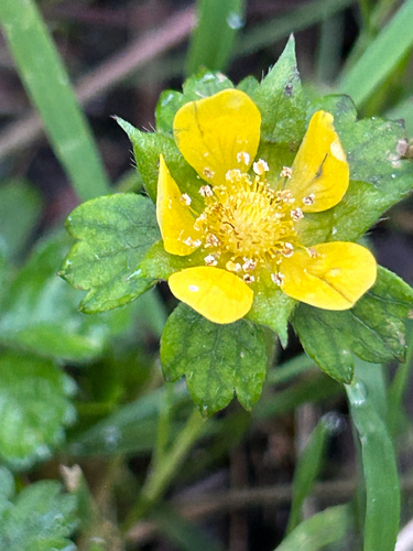mock strawberry