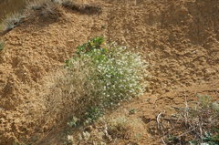 Crambe koktebelica