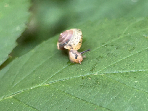 Girdled Snail