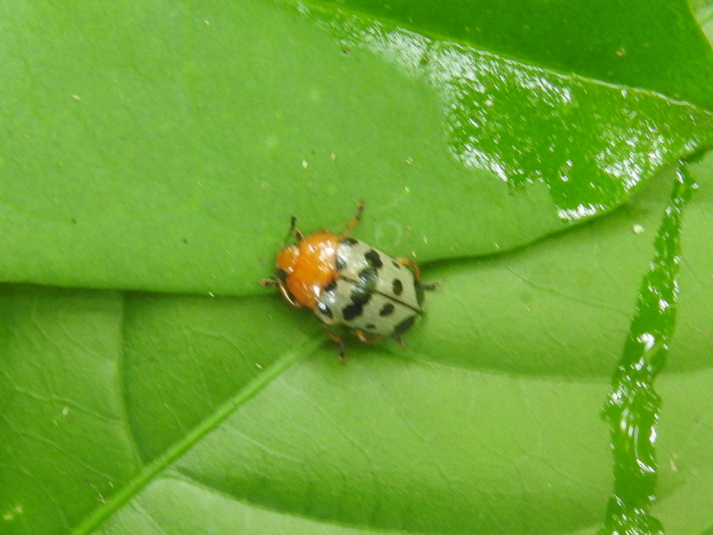 Mycotretus illustris