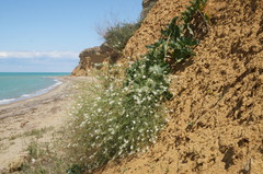 Crambe koktebelica