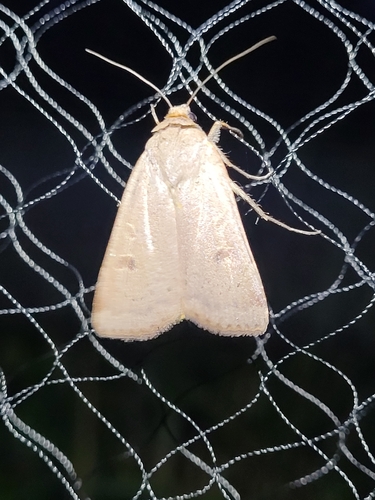 Lesser Yellow Underwing