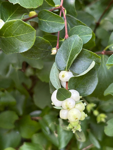 Common Snowberry