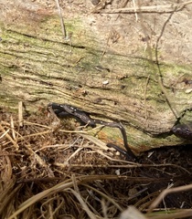 Endeavouria septemlineata