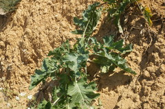 Crambe koktebelica