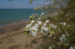Crambe koktebelica