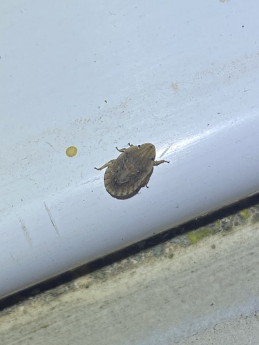 Sciocoris sulcatus