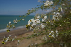Crambe koktebelica