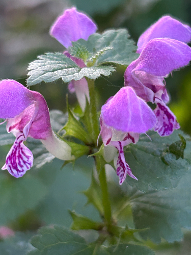 Spotted deadnettle