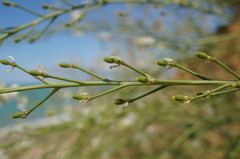 Crambe koktebelica