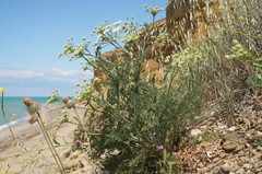 Astrodaucus littoralis