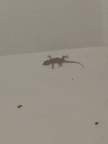 Moorish Gecko