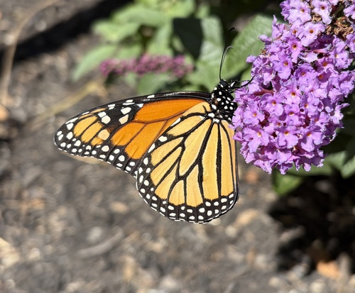 Monarch